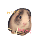 モルモットのちゃこちゃん（個別スタンプ：13）