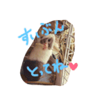 モルモットのちゃこちゃん（個別スタンプ：14）