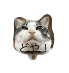 ネコっちゃん（個別スタンプ：1）
