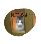 ネコっちゃん（個別スタンプ：3）