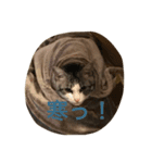 ネコっちゃん（個別スタンプ：4）