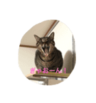 ネコっちゃん（個別スタンプ：7）