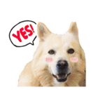 BoBo Dog Cute（個別スタンプ：1）