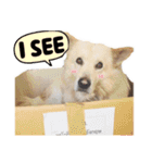 BoBo Dog Cute（個別スタンプ：2）