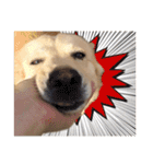 BoBo Dog Cute（個別スタンプ：11）