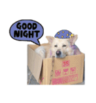 BoBo Dog Cute（個別スタンプ：12）