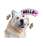 BoBo Dog Cute（個別スタンプ：14）