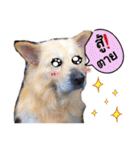 BoBo Dog Cute（個別スタンプ：15）