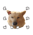 BoBo Dog Cute（個別スタンプ：20）