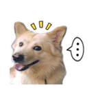 BoBo Dog Cute（個別スタンプ：23）