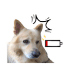 BoBo Dog Cute（個別スタンプ：24）