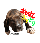 MARLEY #RAGGAE ver.2（個別スタンプ：1）