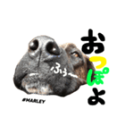 MARLEY #RAGGAE ver.2（個別スタンプ：4）