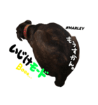 MARLEY #RAGGAE ver.2（個別スタンプ：6）