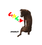 MARLEY #RAGGAE ver.2（個別スタンプ：8）