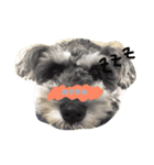 ミニチュアシュナウザーのちろるno1（個別スタンプ：1）
