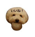 ぱぴぷーちゃん（個別スタンプ：6）