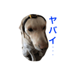 natyu（個別スタンプ：5）