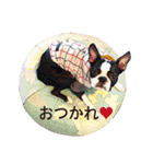ボストンテリアDEほっぷっち（個別スタンプ：2）