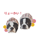 ボストンテリアDEほっぷっち（個別スタンプ：5）