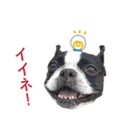 ボストンテリアDEほっぷっち（個別スタンプ：8）