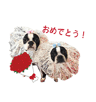 ボストンテリアDEほっぷっち（個別スタンプ：14）