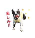ボストンテリアDEほっぷっち（個別スタンプ：16）