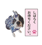 ボストンテリアDEほっぷっち（個別スタンプ：20）