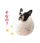 ボストンテリアDEほっぷっち（個別スタンプ：28）