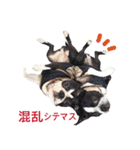 ボストンテリアDEほっぷっち（個別スタンプ：30）