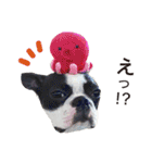 ボストンテリアDEほっぷっち（個別スタンプ：31）