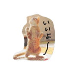 猫のちくわ家族たち。（個別スタンプ：3）