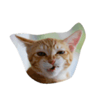 猫のちくわ家族たち。（個別スタンプ：4）
