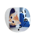 猫のちくわ家族たち。（個別スタンプ：7）