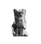 猫のちくわ家族たち。（個別スタンプ：12）