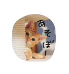 猫のちくわ家族たち。（個別スタンプ：13）