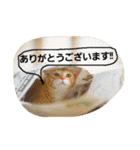 猫のちくわ家族たち。（個別スタンプ：14）