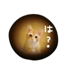 猫のちくわ家族たち。（個別スタンプ：17）