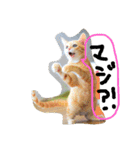 猫のちくわ家族たち。（個別スタンプ：18）
