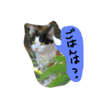 猫のちくわ家族たち。（個別スタンプ：20）