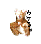 猫のちくわ家族たち。（個別スタンプ：28）