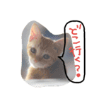 猫のちくわ家族たち。（個別スタンプ：30）