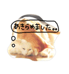 猫のちくわ家族たち。（個別スタンプ：31）