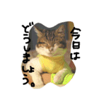 猫のちくわ家族たち。（個別スタンプ：35）