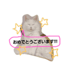 猫のちくわ家族たち。（個別スタンプ：37）