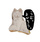猫のちくわ家族たち。（個別スタンプ：38）