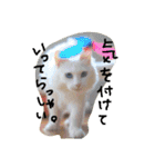 猫のちくわ家族たち。（個別スタンプ：39）