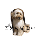 むーむちゃん（個別スタンプ：15）