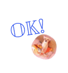 英語DEチワワ！（個別スタンプ：15）