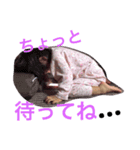 Henkao fam（個別スタンプ：15）